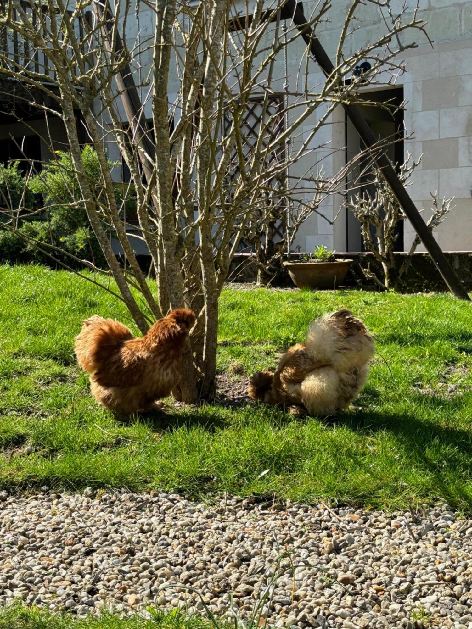 Le Petit Hureau Saumur Zewnętrze zdjęcie